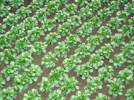 Feldsalat 07 008