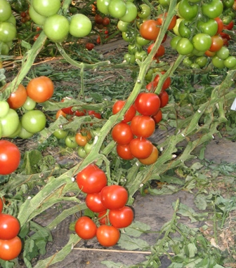 roter Paprika 001